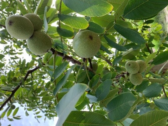 The walnut Barquesa (cov)