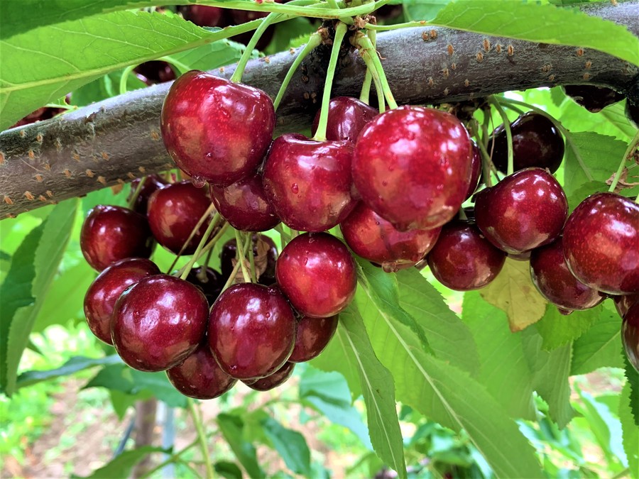 Royal Edie cherry (cov) in grower's orchard