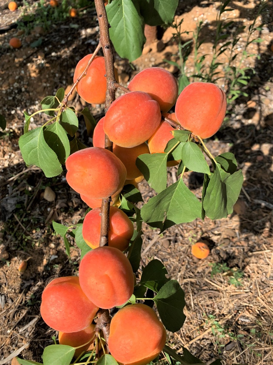 Apricot Carmingo® Fardosa (cov)