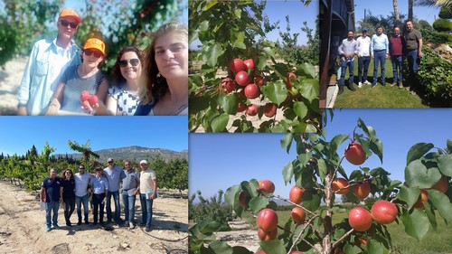 IPS orchards in Murcia